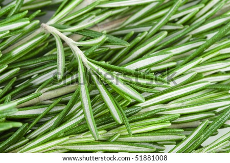 rosemary herb  background