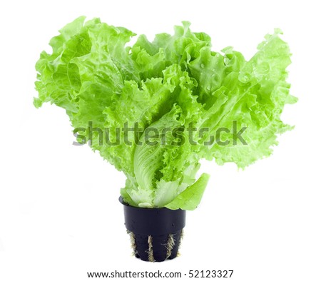 Lettuce Bunch