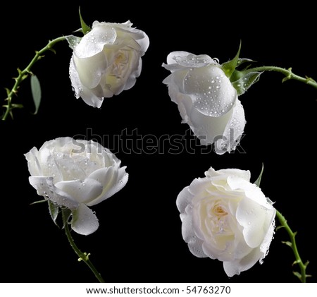 stock photo : beautiful white roses on a black background