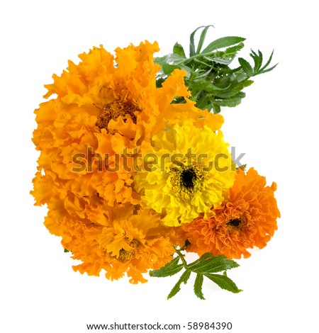 Marigold Flower Clipart