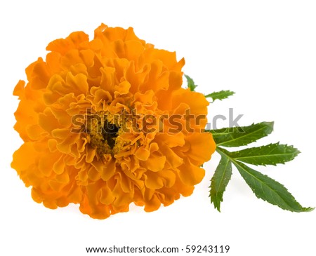 Marigold Flower Clipart