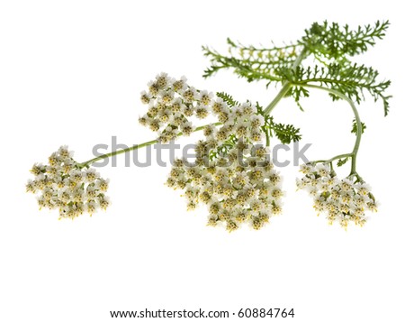 yarrow plant with white flowers , milfoil Isolated on white