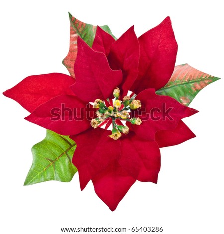 Red Christmas Flower Isolated On A White Background Stock Photo 