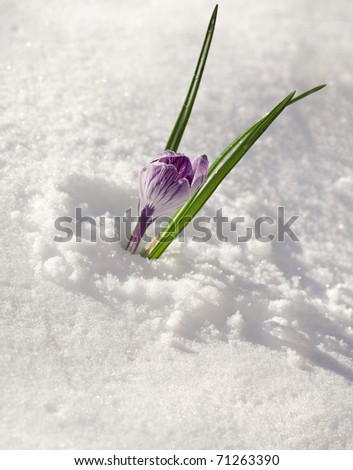 crocuses flowers on snow white background