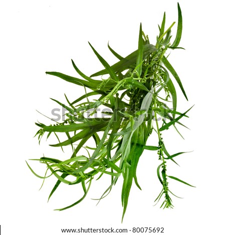 fresh tarragon herb isolated on a white