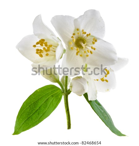 jasmine flower illustration