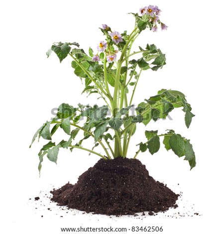 Plant Tuber