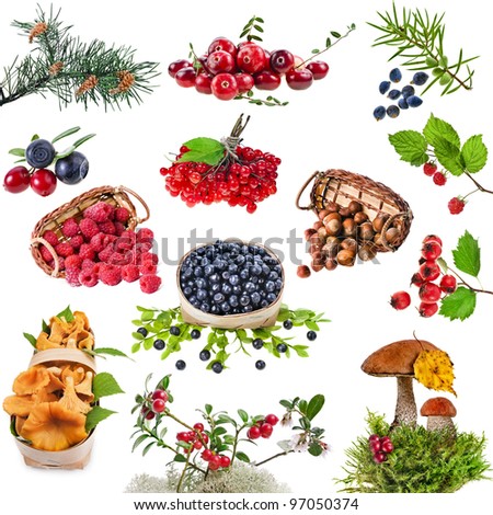 Collection set of wild forest plants with berries , fruits , fungi , nuts  isolated on white background