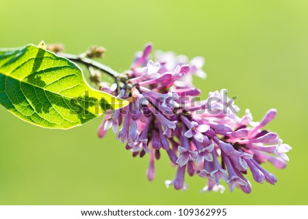 Fragrant lilac blossoms (Syringa vulgaris). Shallow depth of field, selective focus