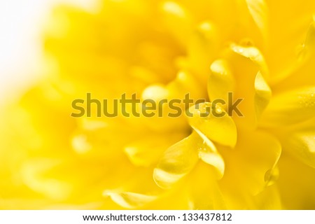 Close up of yellow flower aster, daisy