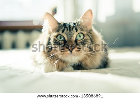 Grey Cat Lying On Bed