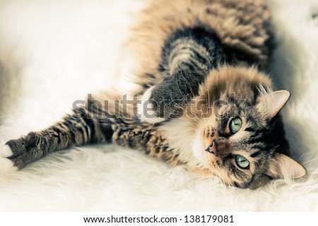 Grey cat lying on bed