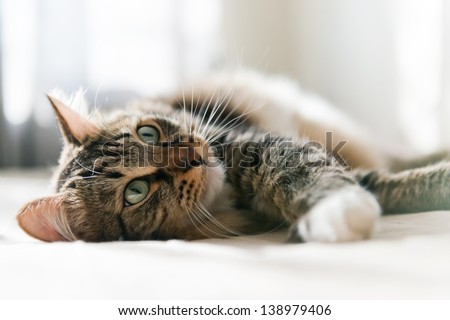 Grey Cat Lying On Bed