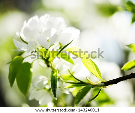 blossoming tree brunch with white flowers o