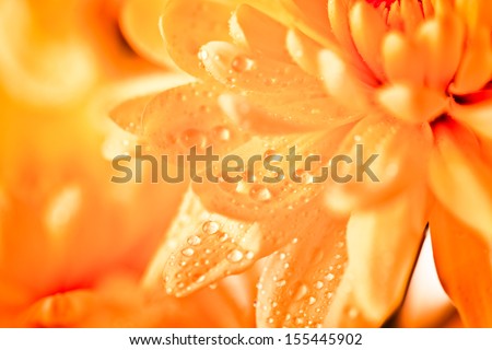 Close up of orange flower aster, daisy