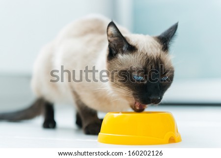 cat eating pet food