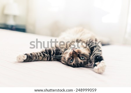 Grey cat lying on bed and stretching