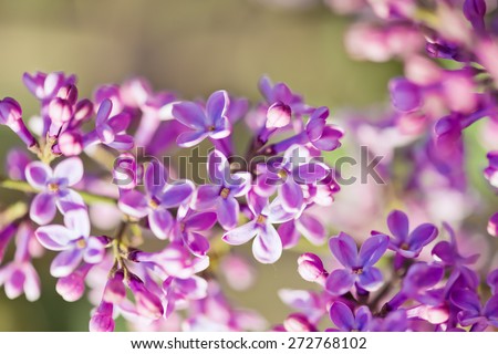 Fragrant lilac blossoms (Syringa vulgaris). Shallow depth of field, selective focus