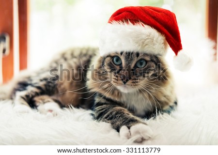 christmas cat in red Santa Claus hat