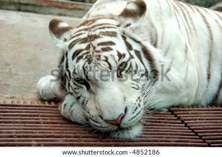 Beautiful close up of white tiger face, ears back.