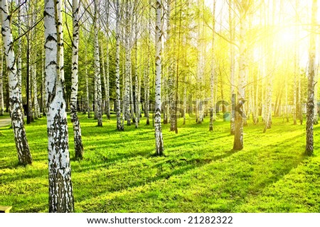 birch forest with long shadows