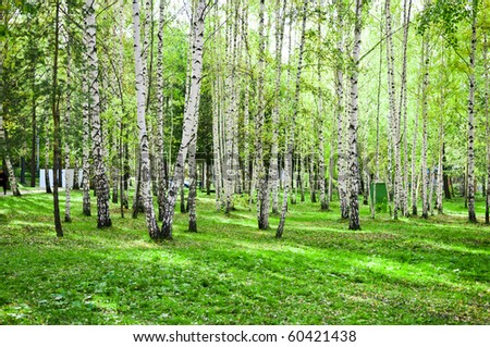 birch forest with long shadows