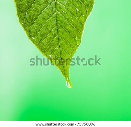 Green leaf with water droplet over water