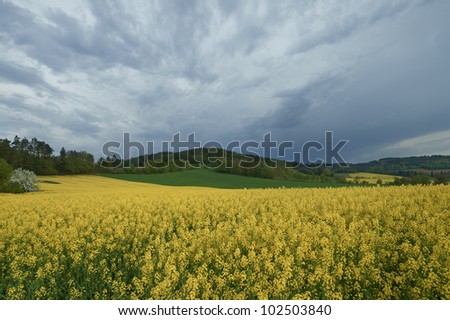 The field of flowering oilseed rape. Ominous sky.