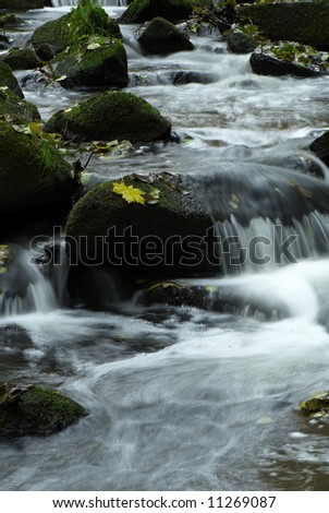 Mountain wood stream in forest
