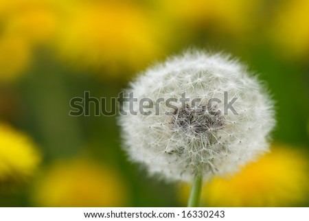 Close up of a dandelion on blurred yellow background