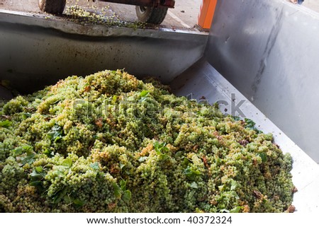 Pressing Grapes