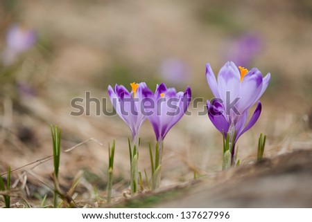 Beautiful crocus flowers during spring in polish Tatry mountains, Dolina Chocholowska.