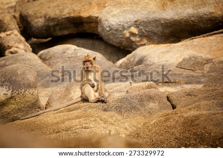 Monkey in Khao Takiab temple in tahi Hua Hin. Fauna of south east Asia.