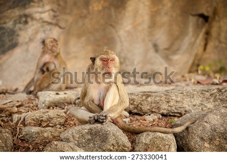 Monkey in Khao Takiab temple in tahi Hua Hin. Fauna of south east Asia.