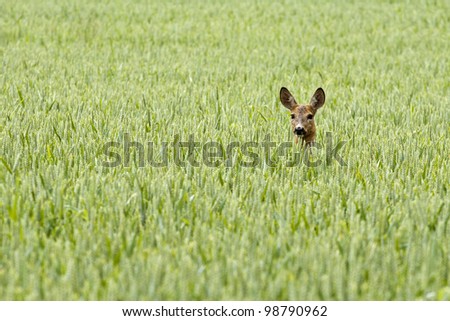 Beautiful deer hidden among a green field