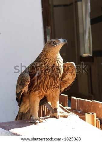 Pet Eagle