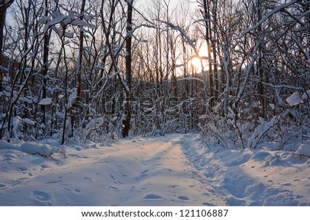 beautiful sunrise in winter forest after snowstorm