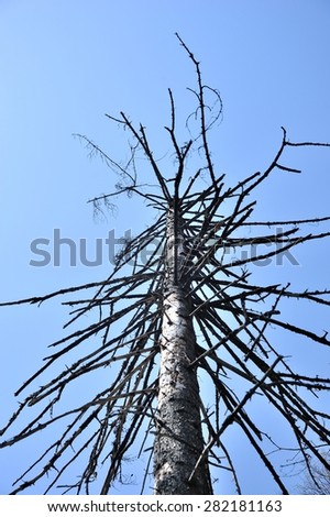 isolated tree, isolated pine on white background, isolated dead tree