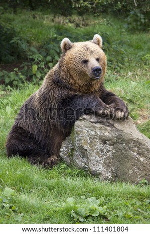 Brown bear on rocks