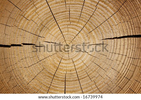 Tree Trunk Cross Section