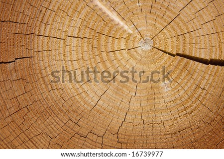 Split Tree