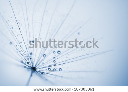 abstract dandelion flower background with water drops