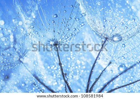 abstract dandelion flower seeds with water drops background