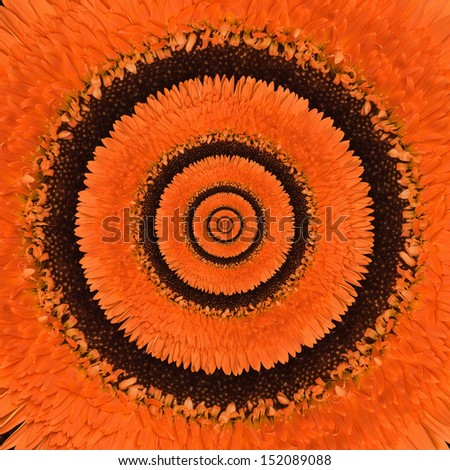 Gerbera flower circle abstract background