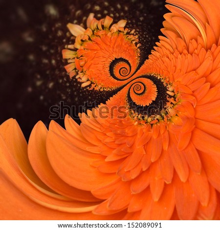 Gerbera flower infinity spiral abstract background