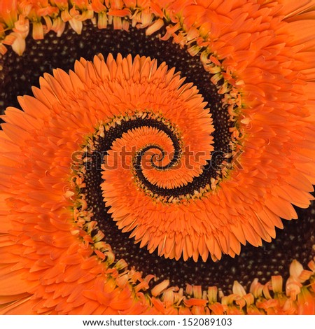 Gerbera flower infinity spiral abstract background