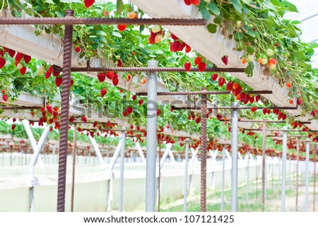 Strawberry garden. Strawberry growing in the greenhouse