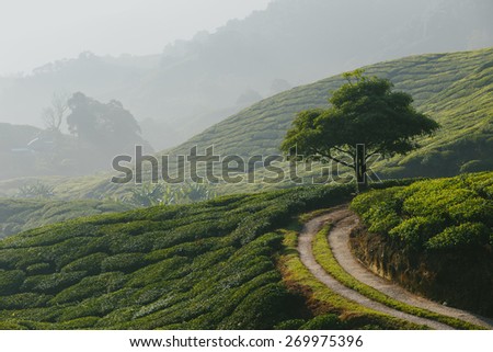 Big tea tree. Tea plantations, Cameron Highlands, Malaysia