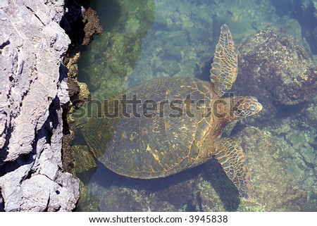 Pacific green sea turtle from above
