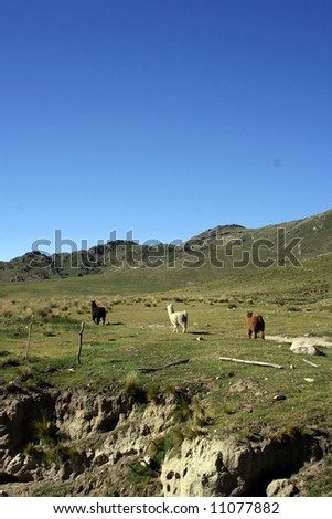 three wild lamas on the inca trail